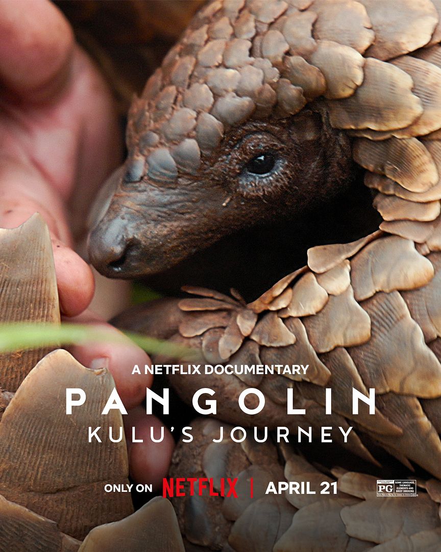 Affiche du film Pangolin : Chemins de vie (2025) de Pippa Ehrlich