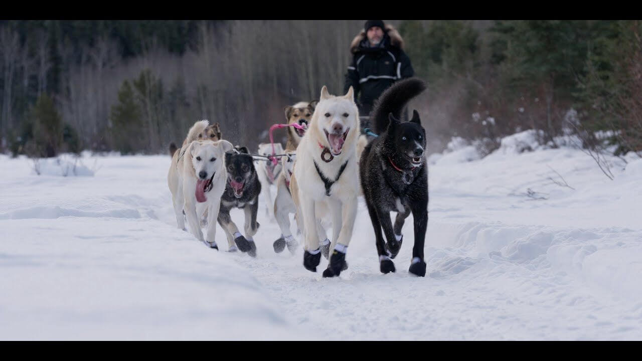 Affiche du film Musher, l’appel de l’Alaska (2022) de Pierre de Parscau Affiche du film Musher, l’appel de l’Alaska (2022) de Pierre de Parscau. Voir Musher, l’appel de l’Alaska en streaming / torrent sur meilleurs-films.fr