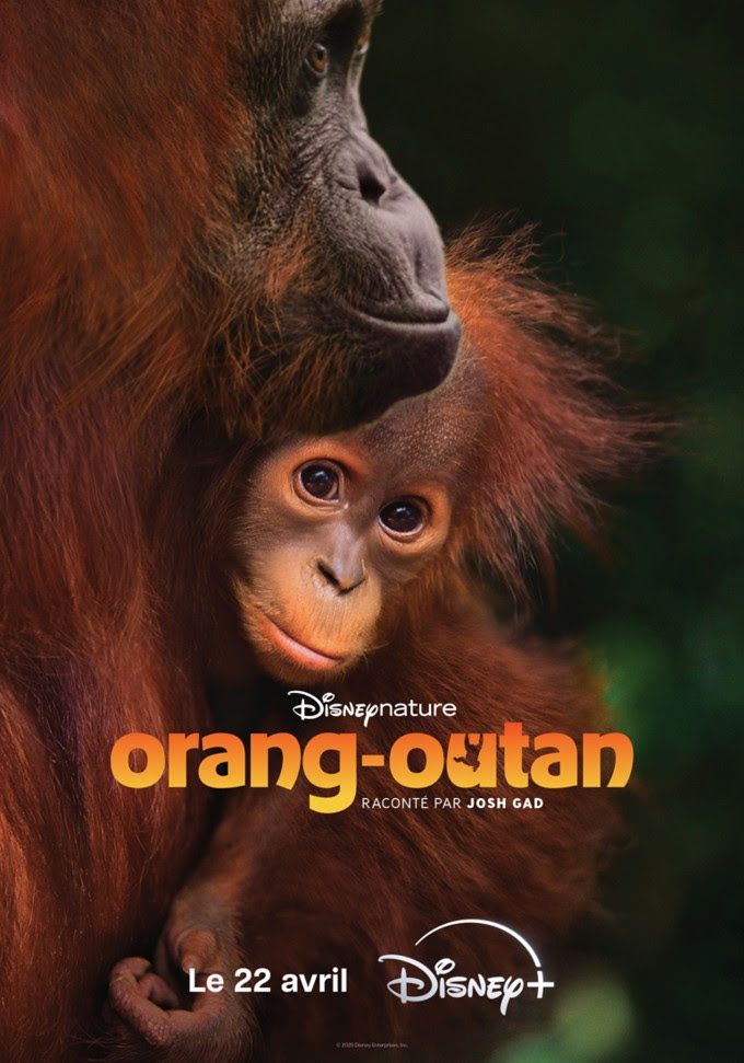 Affiche du film Orang-outan (2026) de Mark Linfield. Voir Orang-outan en streaming / torrent sur meilleurs-films.fr