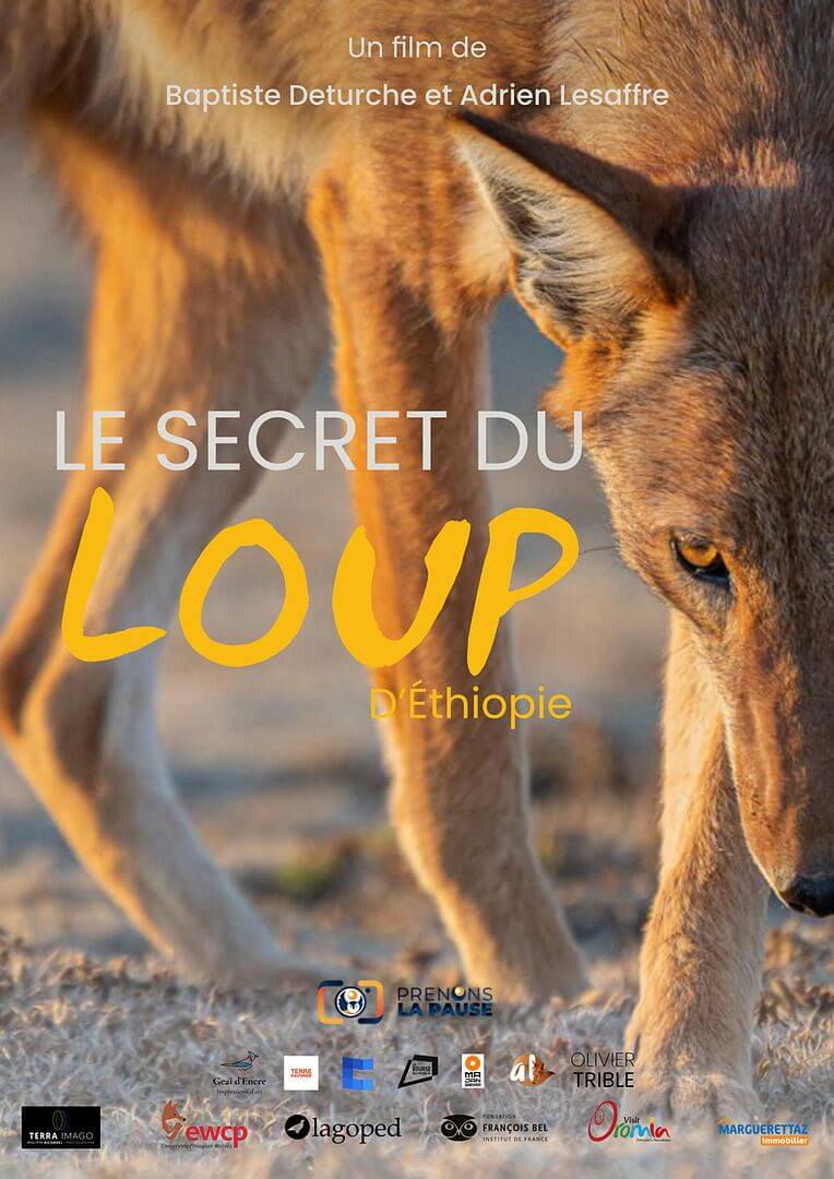 Affiche du film Le Secret du Loup d’Éthiopie (2025) de Baptiste Deturche
