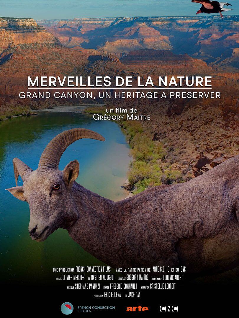 Affiche du court métrage Merveilles de la nature – Grand Canyon un héritage à préserver (2025) de Grégory Maitre. Voir Merveilles de la nature – Grand Canyon un héritage à préserver en streaming / torrent sur meilleurs-films.fr