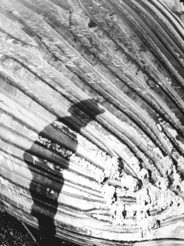 Affiche du film A Devil with Harpoon (2021) de Mirko Stopar. Voir A Devil with Harpoon en streaming / torrent sur meilleurs-films.fr