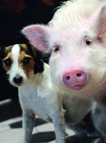 Affiche du film Animalement vôtres (TV) (2012) de Christian Theede. Voir Animalement vôtres (TV) en streaming / torrent sur meilleurs-films.fr