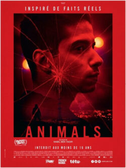 Affiche du film Animals (2023) de Antoine Cuypers & Nabil Ben Yadir.