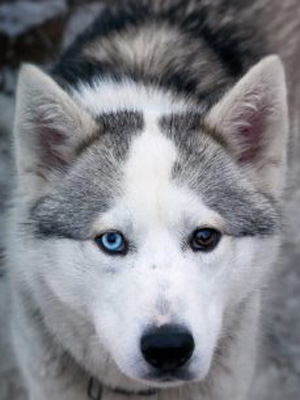 Affiche du court métrage Dogs On The Rocks (2017) de Mathieu Rivoire Affiche du court métrage Dogs On The Rocks (2017) de Mathieu Rivoire. Voir Dogs On The Rocks en streaming / torrent sur meilleurs-films.fr