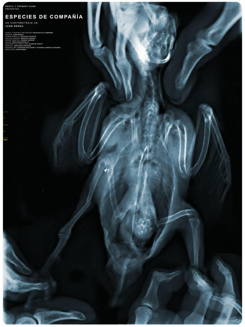 Affiche du court métrage Especies de compañía (2025) de Juan Renau Affiche du court métrage Especies de compañía (2025) de Juan Renau. Voir Especies de compañía en streaming / torrent sur meilleurs-films.fr