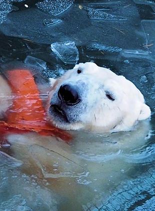 Affiche du film Everything Will Change (2022) de Aisha Prigann. Voir Everything Will Change en streaming / torrent sur meilleurs-films.fr