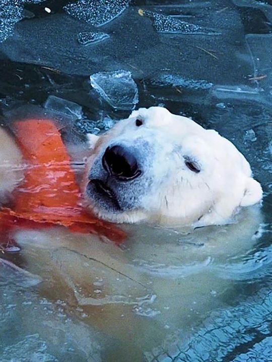 Affiche du film Everything Will Change : il était une fois 2054 (2021) de Marten Persiel. Voir Everything Will Change : il était une fois 2054 en streaming / torrent sur meilleurs-films.fr