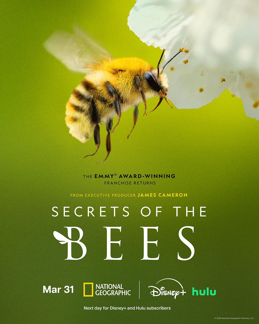 Affiche de la série Les Secrets des abeilles (2026) de Affiche de la série Les Secrets des abeilles (2026) de . Voir Les Secrets des abeilles en streaming / torrent sur meilleurs-films.fr