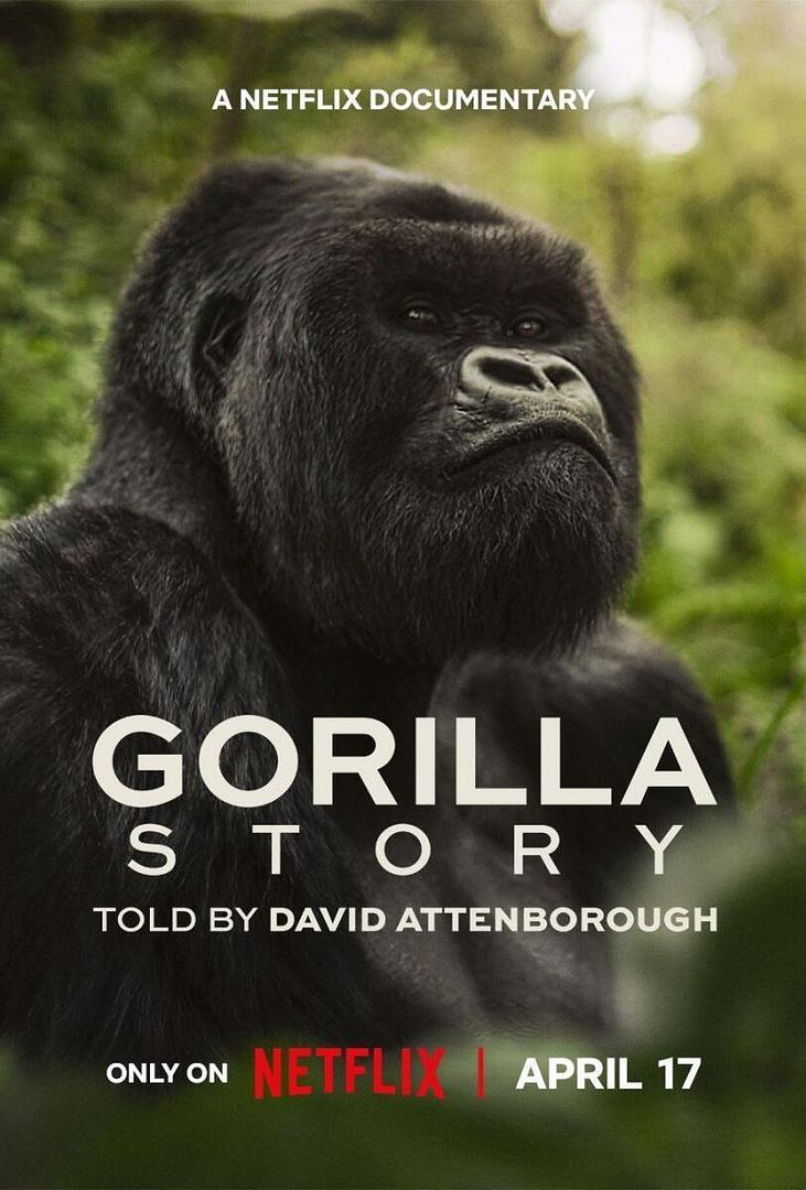 Affiche du film Une histoire de gorilles avec David Attenborough (2026) de Callum Webster. Voir Une histoire de gorilles avec David Attenborough en streaming / torrent sur meilleurs-films.fr