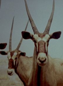 Affiche du film Faust (2018) de Andrea Bussmann Affiche du film Faust (2018) de Andrea Bussmann. Voir Faust en streaming / torrent sur meilleurs-films.fr