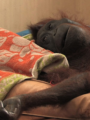 Affiche du court métrage Green (2009) de Patrick Rouxel Affiche du court métrage Green (2009) de Patrick Rouxel. Voir Green en streaming / torrent sur meilleurs-films.fr