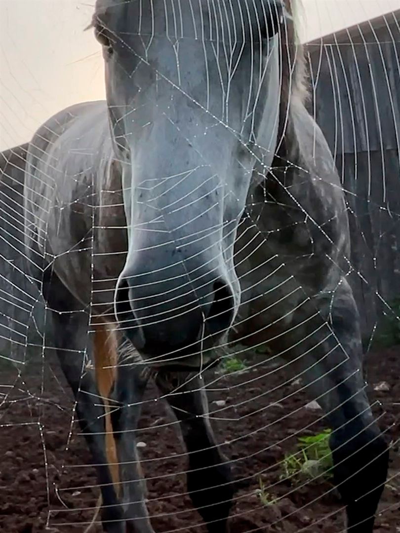 Affiche du film Horse Opera (2023) de Moyra Davey Affiche du film Horse Opera (2023) de Moyra Davey. Voir Horse Opera en streaming / torrent sur meilleurs-films.fr