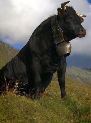 Affiche du film Vedette (2021) de Claudine Bories. Voir Vedette en streaming / torrent sur meilleurs-films.fr