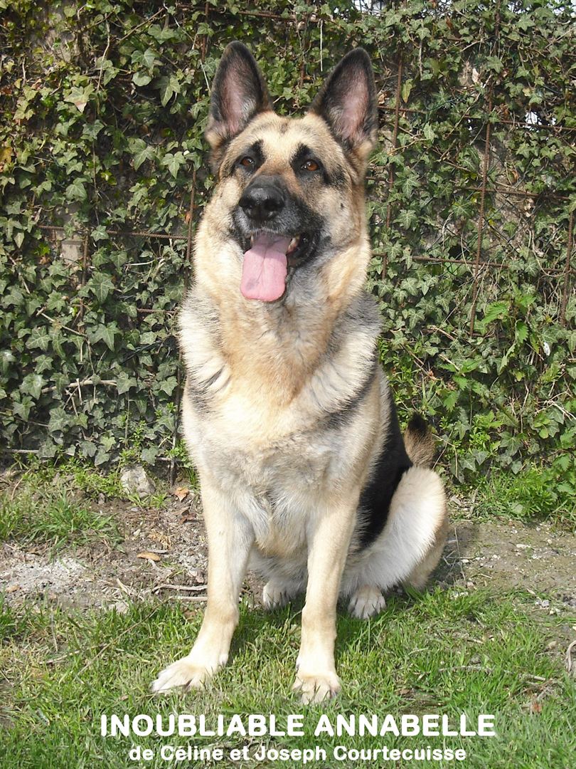 Affiche du court métrage Inoubliable Annabelle (2020) de Céline Courtecuisse Affiche du court métrage Inoubliable Annabelle (2020) de Céline Courtecuisse. Voir Inoubliable Annabelle en streaming / torrent sur meilleurs-films.fr