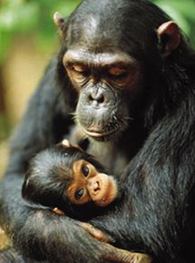 Affiche du film Jane Goodall : retour à Gombe (2010) de Lorenz Knauer. Voir Jane Goodall : retour à Gombe en streaming / torrent sur meilleurs-films.fr