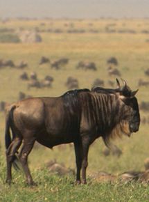 Affiche du film L’Opéra sauvage (2009) de Laurent Frapat. Voir L’Opéra sauvage en streaming / torrent sur meilleurs-films.fr