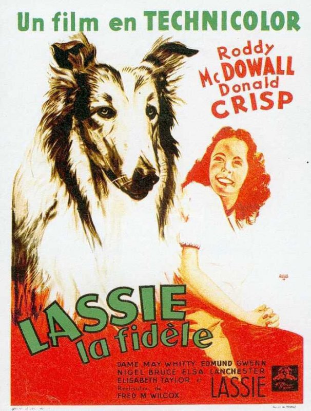 Affiche du film La Fidèle Lassie (1943) de Fred M. Wilcox. Voir La Fidèle Lassie en streaming / torrent sur meilleurs-films.fr