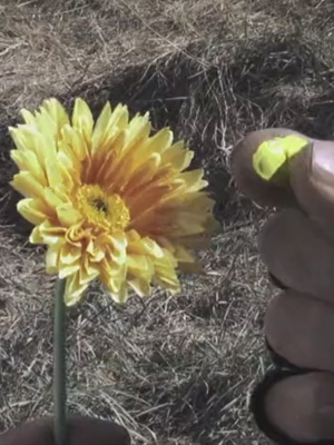 Affiche du court métrage La Mauvaise Herbe (2010) de Louis Mathews. Voir La Mauvaise Herbe en streaming / torrent sur meilleurs-films.fr