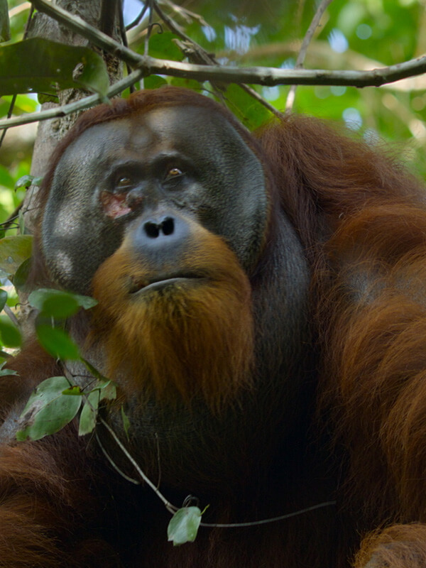 Affiche du film La Vie Secrète des Orangs-Outans (2024) de Huw Cordey. Voir La Vie Secrète des Orangs-Outans en streaming / torrent sur meilleurs-films.fr