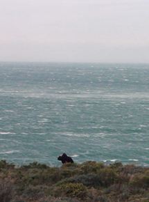 Affiche du film Le Bien-Aimé (2016) de Stéphane Bonnefoi Affiche du film Le Bien-Aimé (2016) de Stéphane Bonnefoi. Voir Le Bien-Aimé en streaming / torrent sur meilleurs-films.fr
