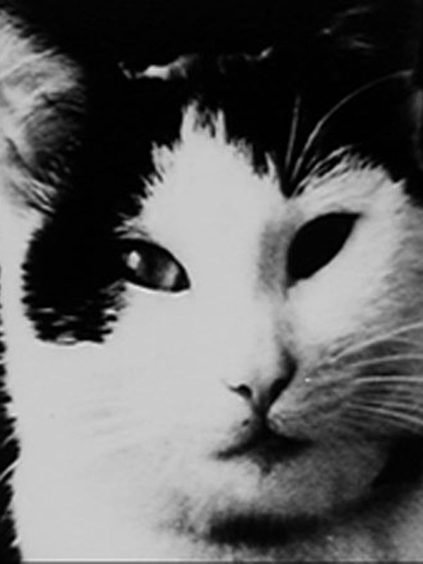 Affiche du court métrage Le Chat (1968) de Johan van der Keuken Affiche du court métrage Le Chat (1968) de Johan van der Keuken. Voir Le Chat en streaming / torrent sur meilleurs-films.fr