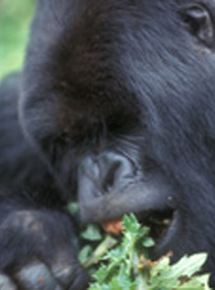 Affiche du film Les Derniers Gorilles (2009) de Bruno Vienne,Gérard Vienne,. Voir Les Derniers Gorilles en streaming / torrent sur meilleurs-films.fr