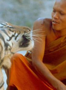 Affiche du film Les Petits Bouddhas et les tigres (2002) de Etienne Verhaegan. Voir Les Petits Bouddhas et les tigres en streaming / torrent sur meilleurs-films.fr