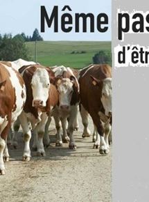 Affiche du film Même pas peur dêtre éleveur (2018) de Thierry Hetreau,Hervé Morainville,. Voir Même pas peur dêtre éleveur en streaming / torrent sur meilleurs-films.fr