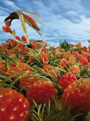 Affiche du court métrage Mi-rouge et le semblant de société symbiotique () de Bethany De Forest. Voir Mi-rouge et le semblant de société symbiotique en streaming / torrent sur meilleurs-films.fr