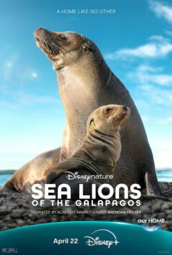 Affiche du film Otaries des Galápagos (2025) de Hugh Wilson (II)