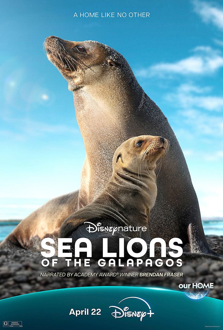 Affiche du film Otaries des Galápagos (2025) de Hugh Wilson (II). Voir Otaries des Galápagos en streaming / torrent sur meilleurs-films.fr