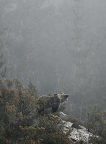Affiche du film Ours simplement sauvage (2019) de Laurent Joffrion,Vincent Munier,. Voir Ours simplement sauvage en streaming / torrent sur meilleurs-films.fr