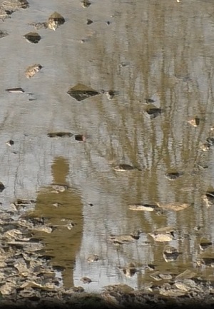 Affiche du court métrage Passion (2013) de Sylvain Leloup. Voir Passion en streaming / torrent sur meilleurs-films.fr