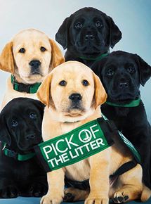 Affiche du film Pick of the Litter (2018) de Dana Nachman,Don Hardy Jr., Affiche du film Pick of the Litter (2018) de Dana Nachman,Don Hardy Jr.,. Voir Pick of the Litter en streaming / torrent sur meilleurs-films.fr