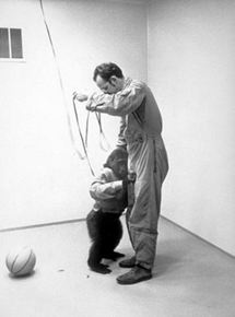 Affiche du film Primate (1974) de Frederick Wiseman. Voir Primate en streaming / torrent sur meilleurs-films.fr