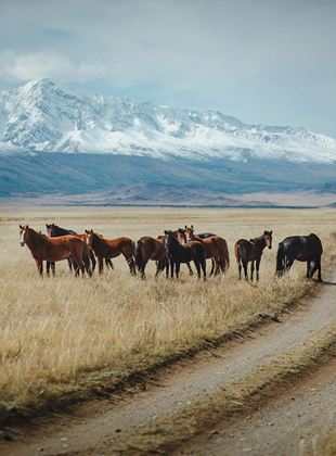 Affiche de la série Russie secrète, sur les rives de la mer blanche (2021) de Christophe Raylat. Voir Russie secrète, sur les rives de la mer blanche en streaming / torrent sur meilleurs-films.fr