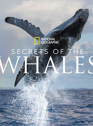 Affiche de la série Secrets Of The Whales (2021) de Brian Skerry. Voir Secrets Of The Whales en streaming / torrent sur meilleurs-films.fr