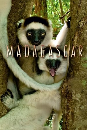 Affiche de la série Madagascar – La série (2011) de James Honeyborne. Voir Madagascar – La série en streaming / torrent sur meilleurs-films.fr