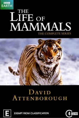 Affiche de la série The Life of Mammals (2002) de . Voir The Life of Mammals en streaming / torrent sur meilleurs-films.fr