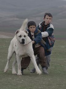 Affiche du film Sivas (2014) de Kaan Müjdeci Affiche du film Sivas (2014) de Kaan Müjdeci. Voir Sivas en streaming / torrent sur meilleurs-films.fr