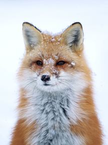 Affiche du film Snow (2020) de Cyril Barbançon,Jacqueline Farmer,Andy Byatt Affiche du film Snow (2020) de Cyril Barbançon,Jacqueline Farmer,Andy Byatt. Voir Snow en streaming / torrent sur meilleurs-films.fr