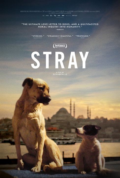 Affiche du film Stray (2020) de Elizabeth Lo. Voir Stray en streaming / torrent sur meilleurs-films.fr