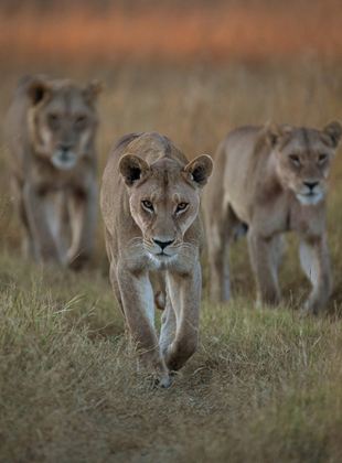 Affiche de la série Survivre au paradis : Une histoire de famille (2022) de Matt Meech. Voir Survivre au paradis : Une histoire de famille en streaming / torrent sur meilleurs-films.fr