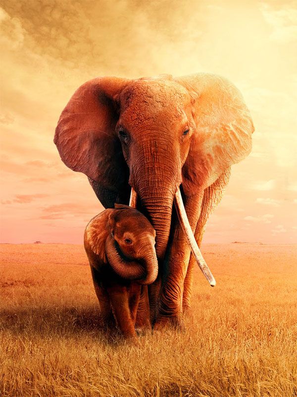 Affiche du film The Elephant Queen (2018) de Mark Deeble. Voir The Elephant Queen en streaming / torrent sur meilleurs-films.fr