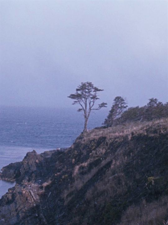 Affiche du court métrage The Tree (2025) de Ana Vaz. Voir The Tree en streaming / torrent sur meilleurs-films.fr